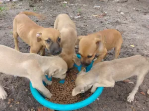 Cachorro raça Filhos de cachorro simples idade 2 a 6 meses nome São filhotes