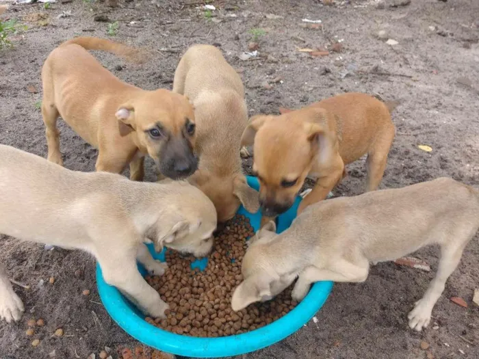 Cachorro ra a Filhos de cachorro simples idade 2 a 6 meses nome São filhotes