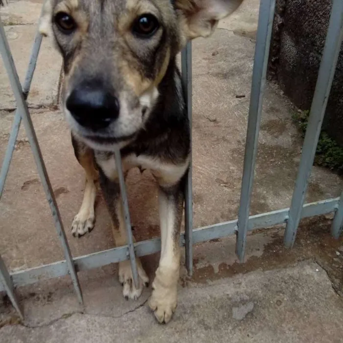 Cachorro ra a vira lata idade 7 a 11 meses nome leo