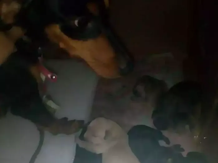 Cachorro raça  idade 4 anos nome Jully
