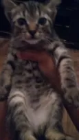 Neguinho e kiara 