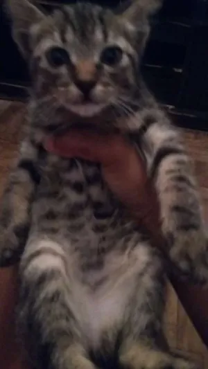 Gato raça  idade Abaixo de 2 meses nome Neguinho e kiara 
