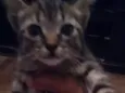 Neguinho e kiara 