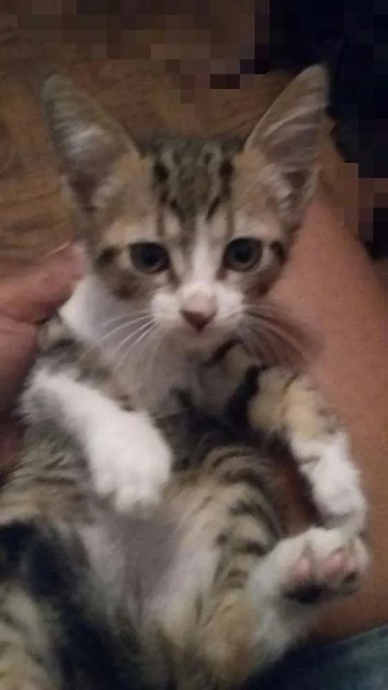 Gato raça  idade Abaixo de 2 meses nome Kiara 