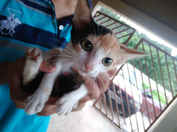 Gato ra a Vira lata idade 2 a 6 meses nome Sem nome