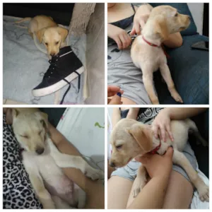 Cachorro raça Mistura idade 2 a 6 meses nome Sem nome