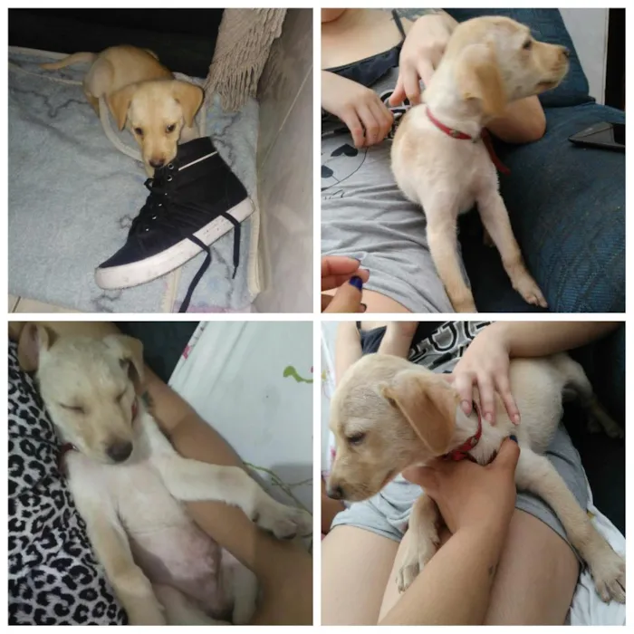 Cachorro ra a Mistura idade 2 a 6 meses nome Sem nome