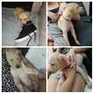 Cachorro raça Mistura idade 2 a 6 meses nome Sem nome