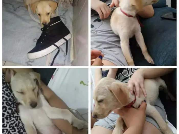 Cachorro ra a Mistura idade 2 a 6 meses nome Sem nome