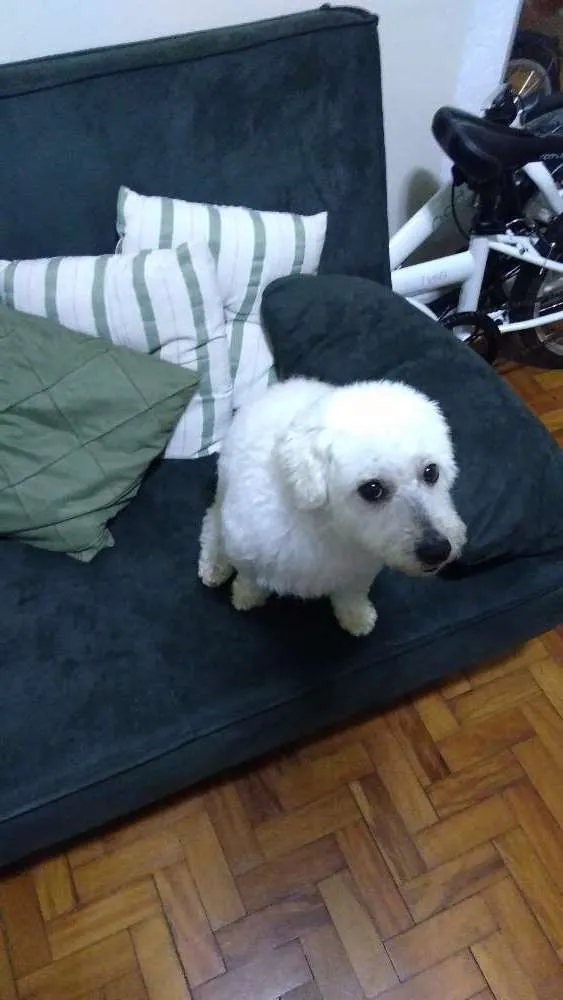 Cachorro ra a Poodle idade 1 ano nome Luna