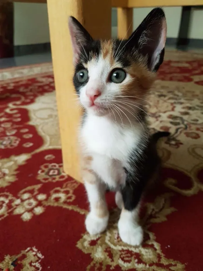 Gato ra a Srd idade Abaixo de 2 meses nome Sem nome 