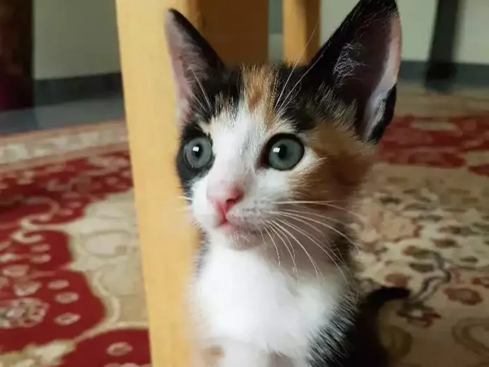 Gato ra a Srd idade Abaixo de 2 meses nome Sem nome 