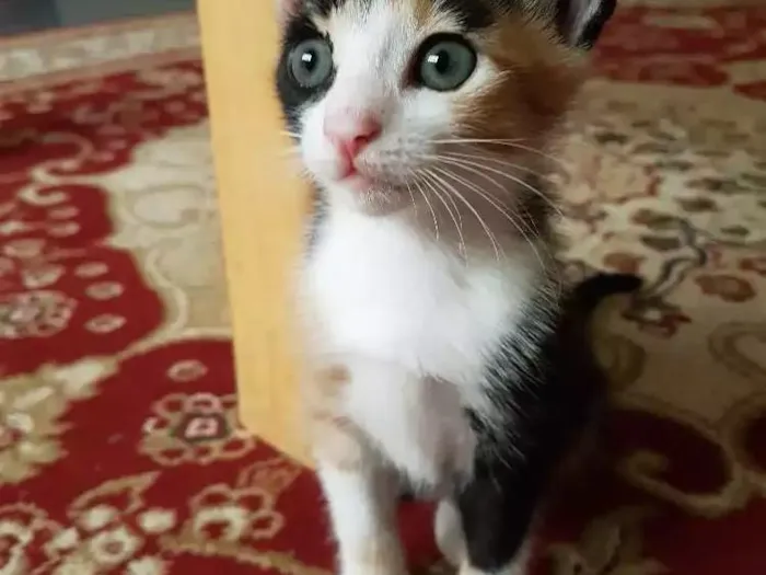 Gato ra a Srd idade Abaixo de 2 meses nome Sem nome 