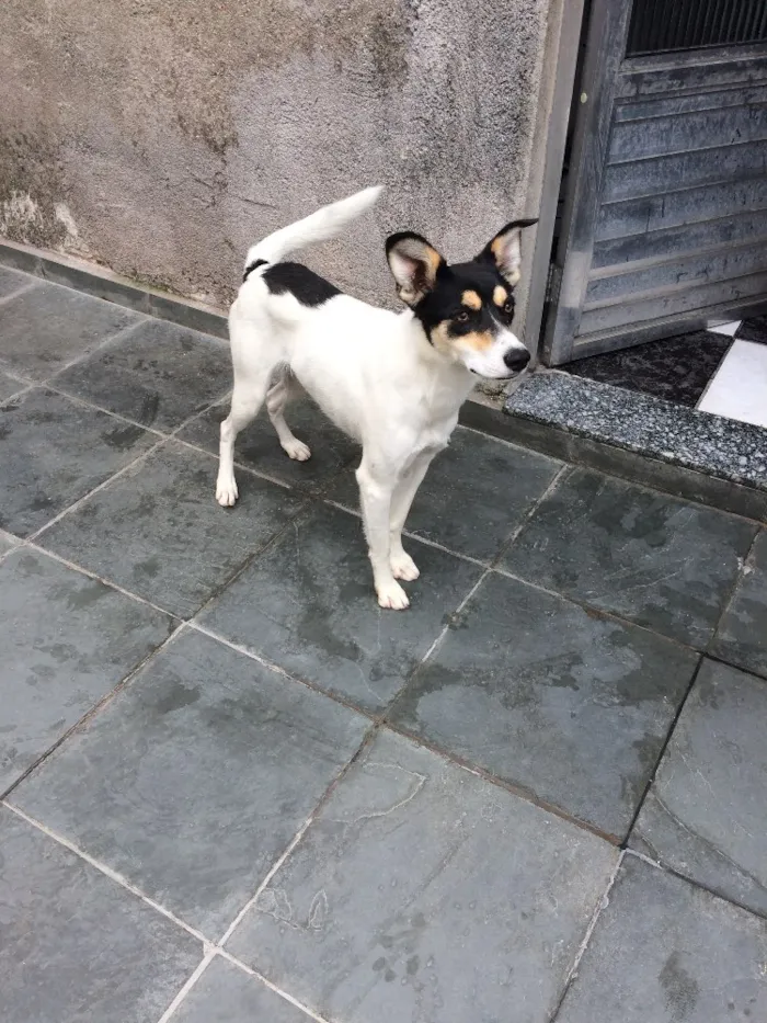 Cachorro ra a Srd  idade 7 a 11 meses nome Pirulito