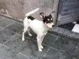 Pirulito