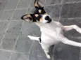 Pirulito