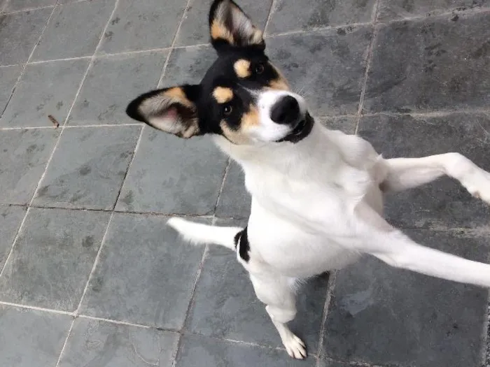Cachorro ra a Srd  idade 7 a 11 meses nome Pirulito