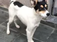 Pirulito