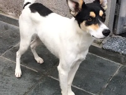 Cachorro ra a Srd  idade 7 a 11 meses nome Pirulito
