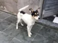 Pirulito