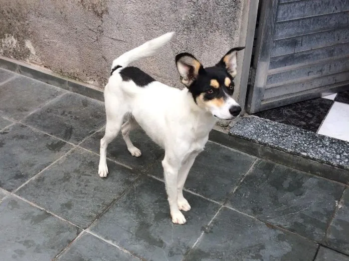 Cachorro ra a Srd  idade 7 a 11 meses nome Pirulito