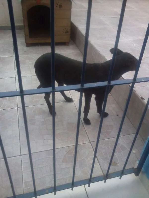 Cachorro ra a Vira lata idade 5 anos nome Lilica