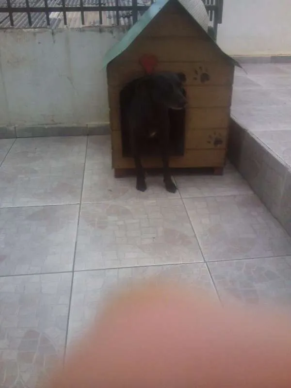 Cachorro ra a Vira lata idade 5 anos nome Lilica