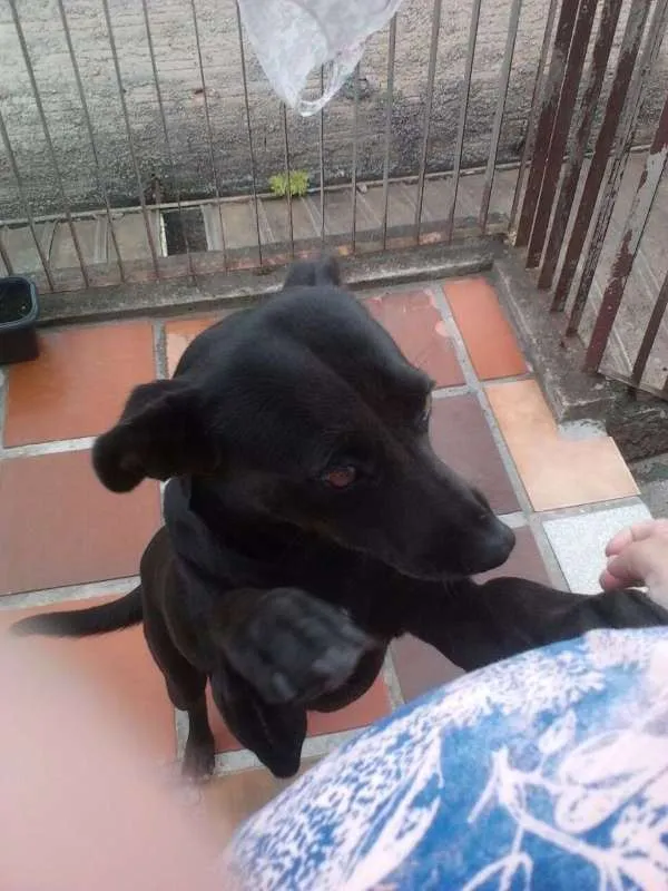 Cachorro ra a Vira lata idade 5 anos nome Lilica