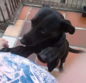 Cachorro raça Vira lata idade 5 anos nome Lilica