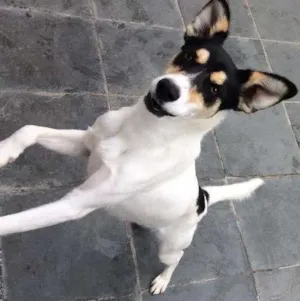 Cachorro raça Srd  idade 7 a 11 meses nome Pirulito