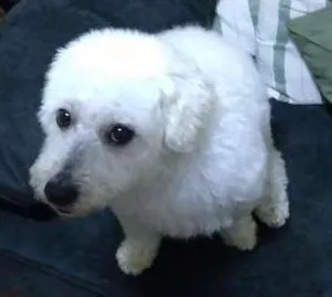 Cachorro raça Poodle idade 1 ano nome Luna