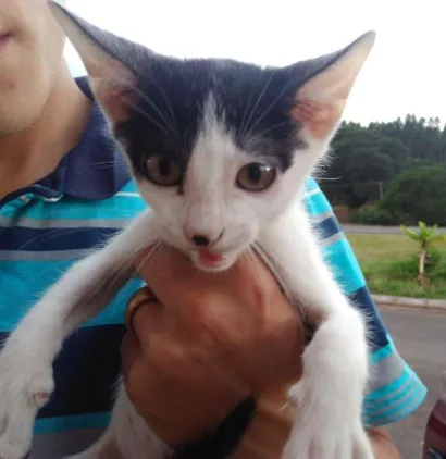 Gato raça  idade 2 a 6 meses nome Sem nome