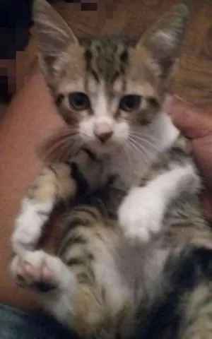 Gato raça  idade Abaixo de 2 meses nome Kiara 