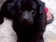 Dudu e Princesa 