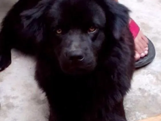 Cachorro raça Chow Chow com Golden Retriver idade 3 anos nome Dudu e Princesa 