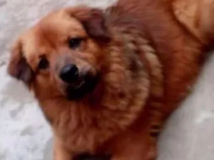 Cachorro raça Chow Chow com Golden Retriver idade 3 anos nome Dudu e Princesa 