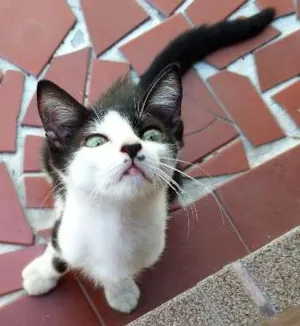 Gato raça SRD idade 2 a 6 meses nome Arizona