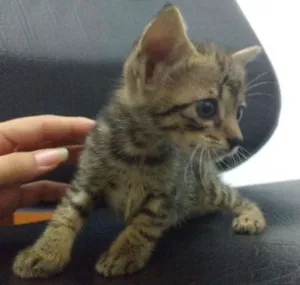 Gato raça SRD idade Abaixo de 2 meses nome Fêmeas e Macho