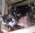 Gato