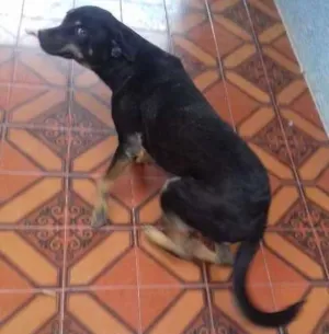 Cachorro raça nrd idade 2 anos nome Bela