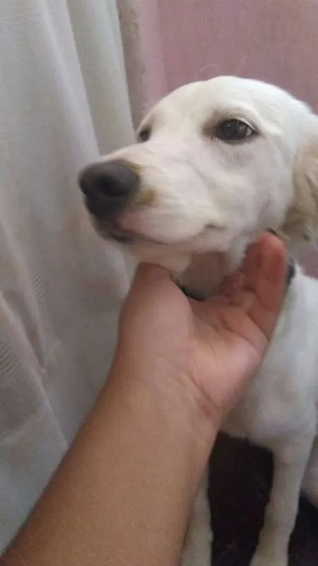 Cachorro raça Vira lata idade 1 ano nome Princesa
