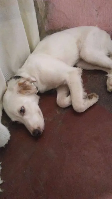 Cachorro raça Vira lata idade 1 ano nome Princesa