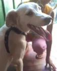Princesa