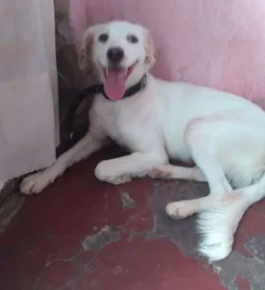 Cachorro raça Vira lata idade 1 ano nome Princesa