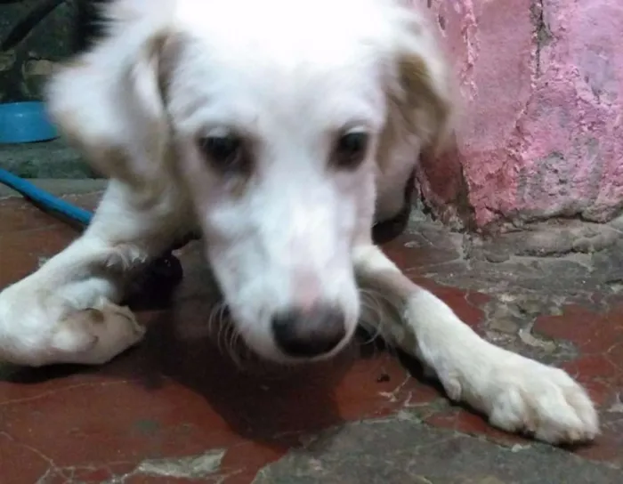 Cachorro raça Vira lata idade 1 ano nome Princesa