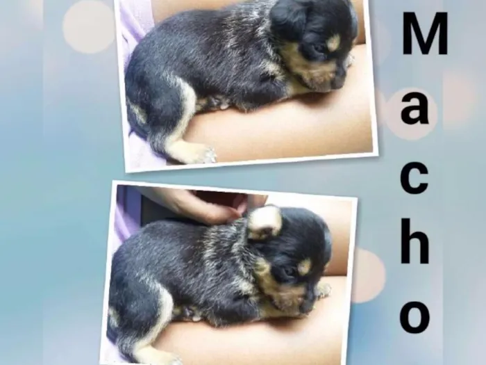 Cachorro ra a SRD idade Abaixo de 2 meses nome Brigadeiro 