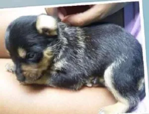 Cachorro raça SRD idade Abaixo de 2 meses nome Brigadeiro 