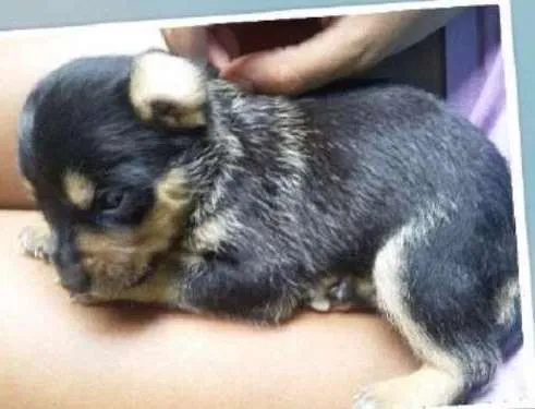 Cachorro ra a SRD idade Abaixo de 2 meses nome Brigadeiro 