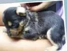 Cachorro raça SRD idade Abaixo de 2 meses nome Brigadeiro 