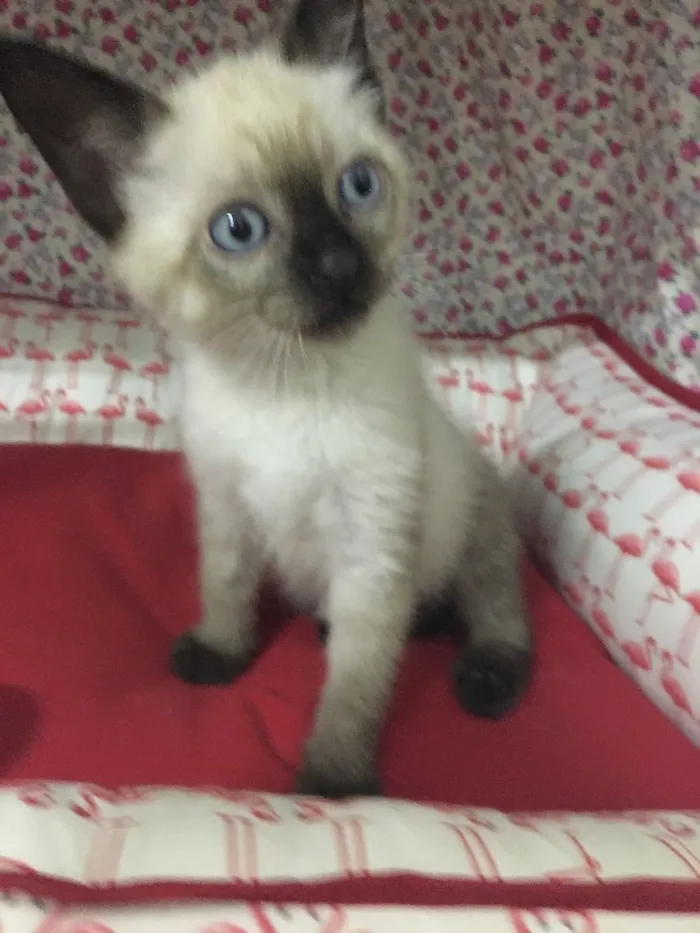 Gato ra a SRD idade 2 a 6 meses nome Orfeu